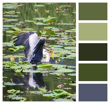 Lake Grey Heron Bird Image